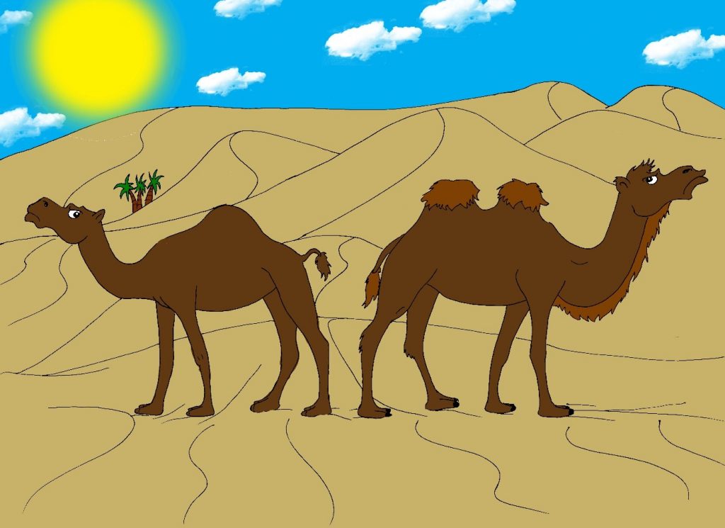 Le chameau et le dromadaire